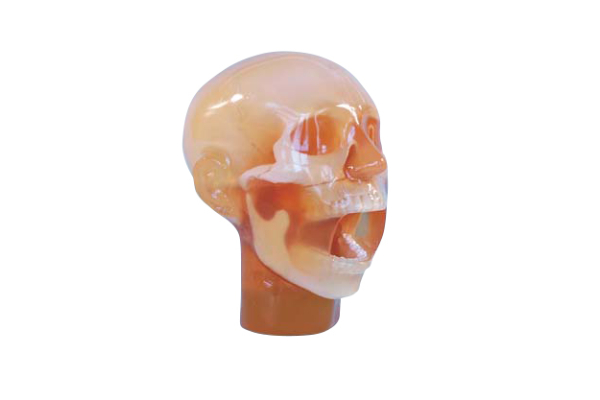 Dentale fantoom